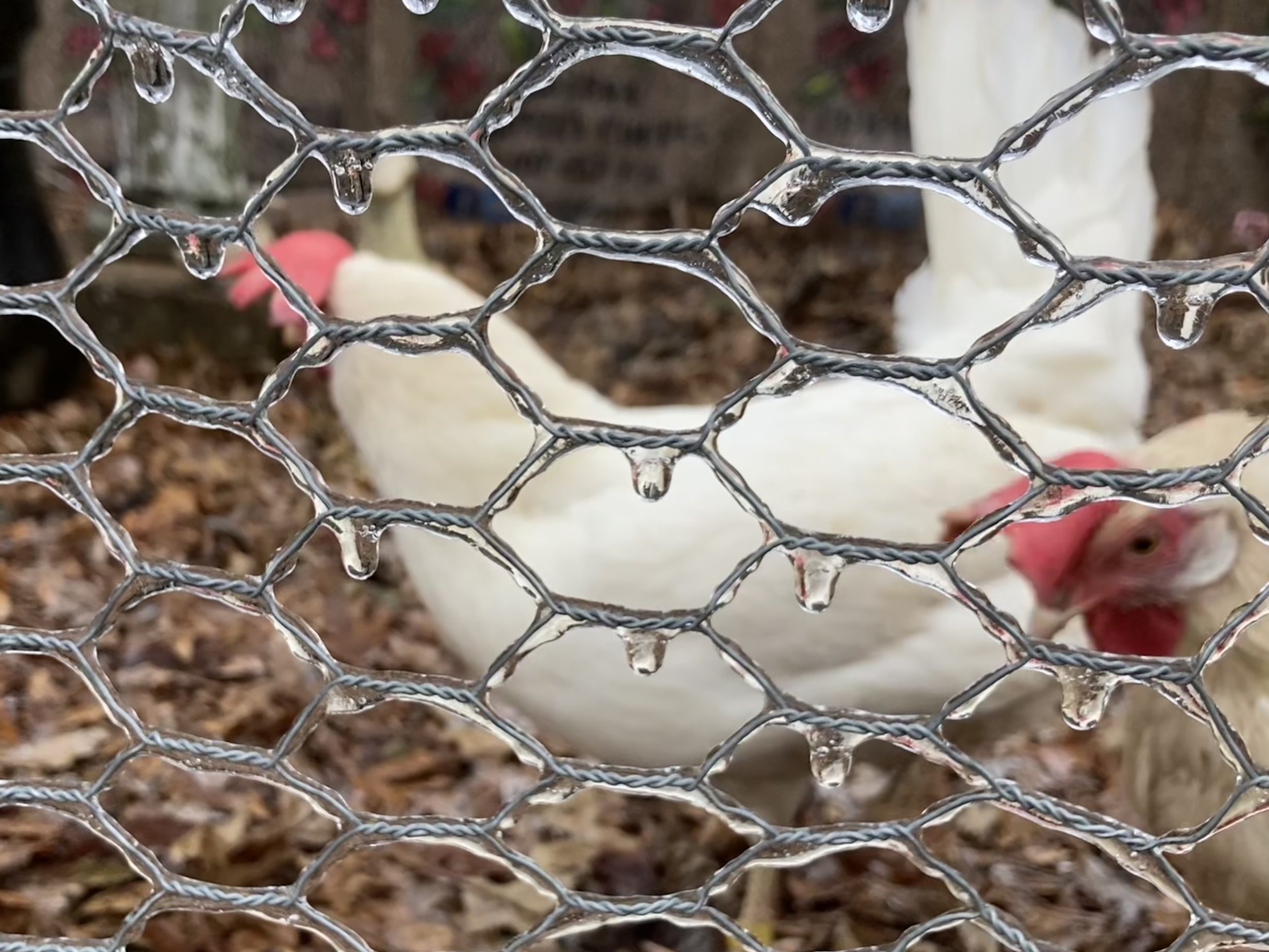 Ice Chickens.jpg