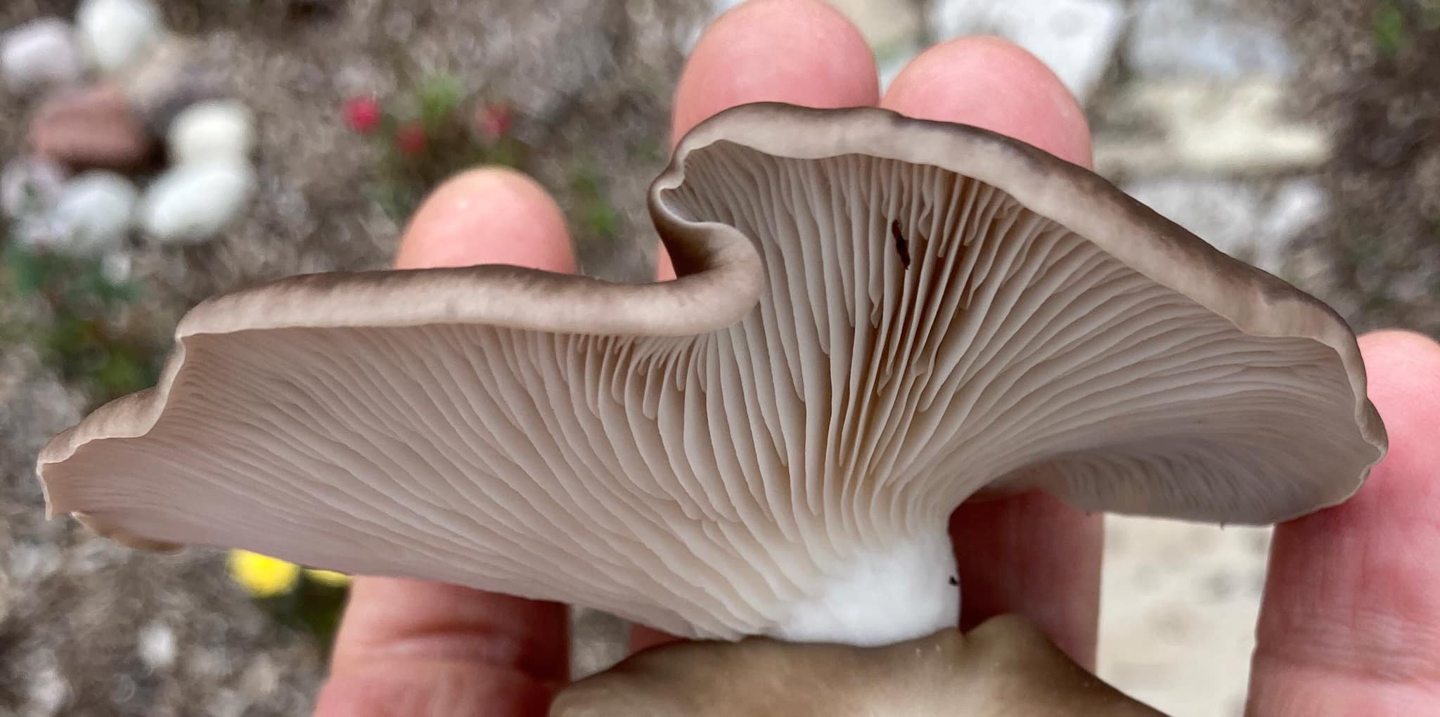 mushroom gills landscape .jpg