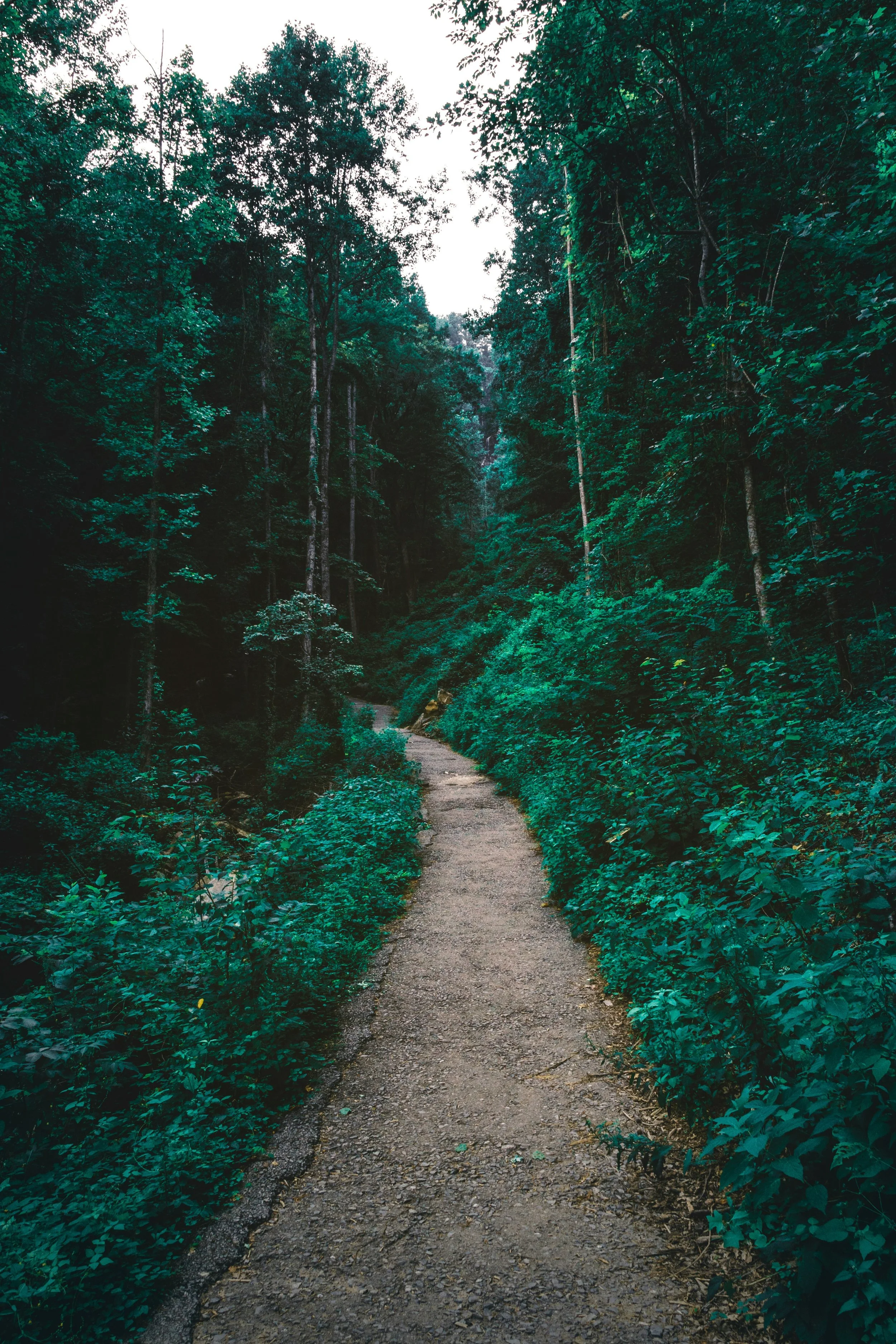 A narrow dirt trail winding through a dense, green forest with tall trees and lush foliage.