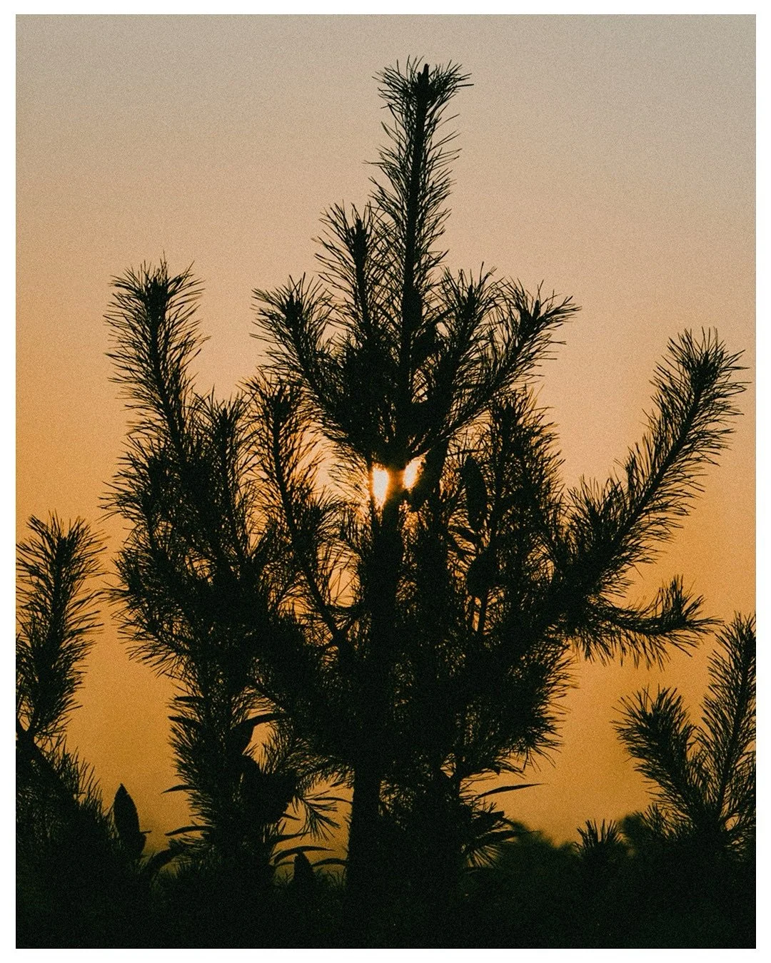 After a week of gray skies and chilly winds, I finally caught a glimpse of sunshine through the trees. It felt like a little gift, that warm, golden glow breaking through the branches, reminding me that brighter days are always around the corner. 🍁?