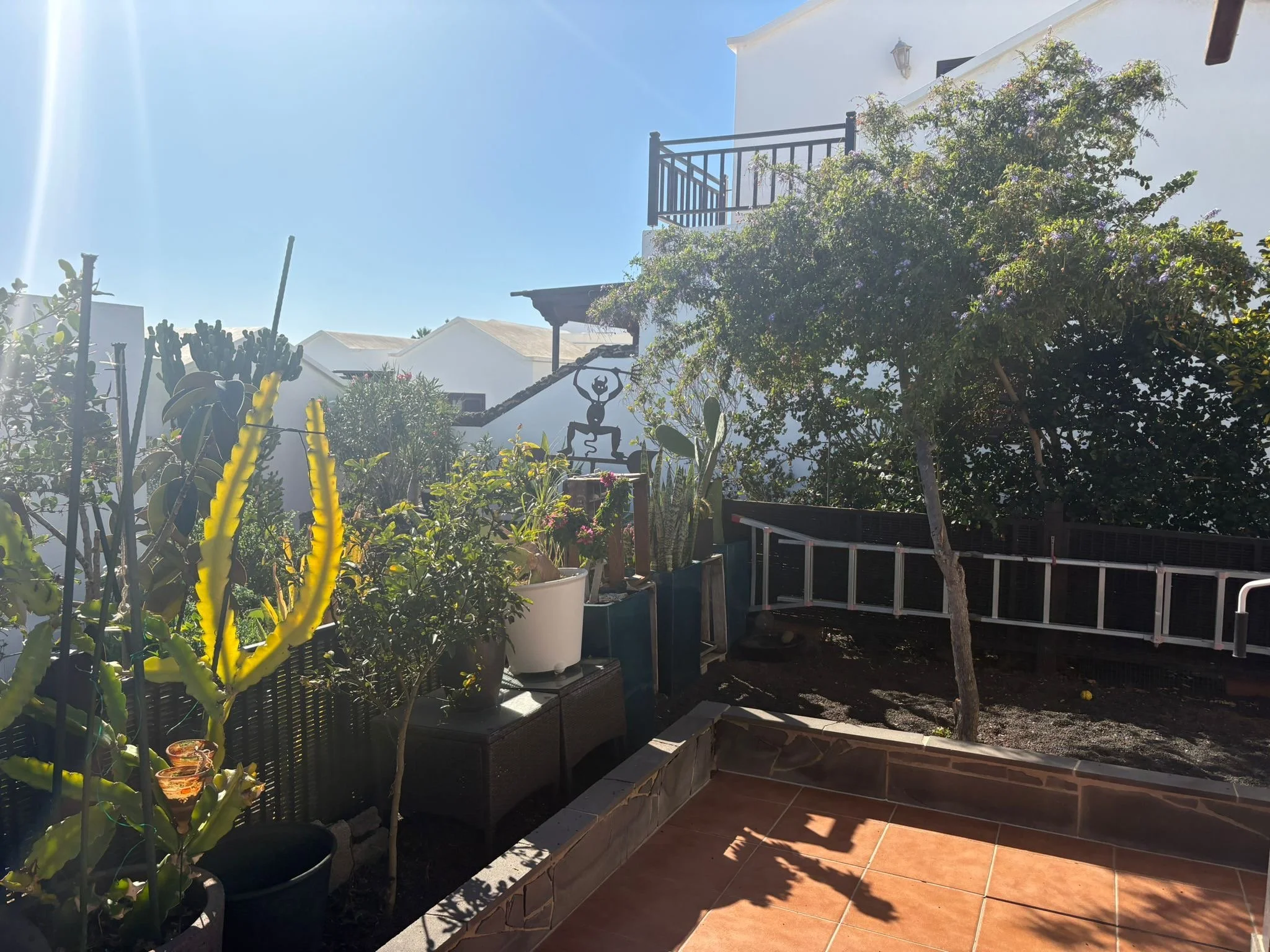 Outdoor garden patio with various plants in pots, including cacti and small trees, against a sunny sky. A staircase and balcony from a white house are visible in the background.