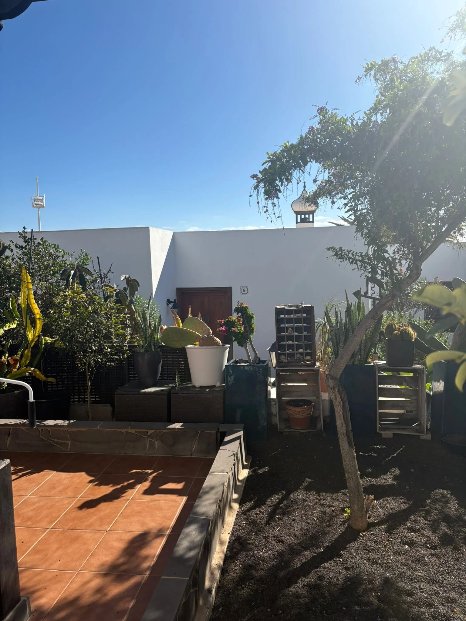 Garden area with potted plants, a small tree, and a white building in the background under a clear blue sky.