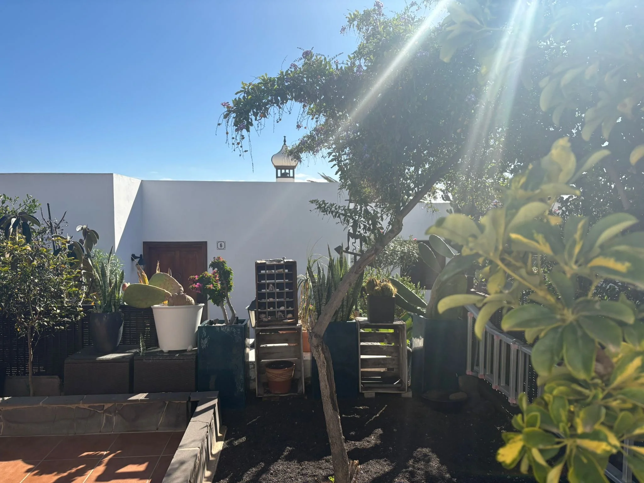 Sunlit garden patio with various potted plants, cacti, and a small tree, against the backdrop of a white wall and blue sky.