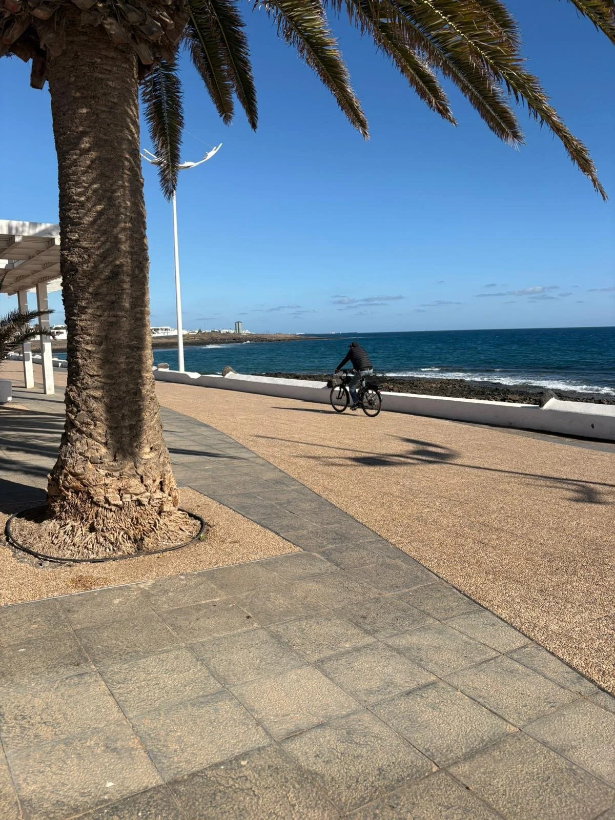 Bicycle rider on a beachside promenade next to the ocean with palm trees lining the path.