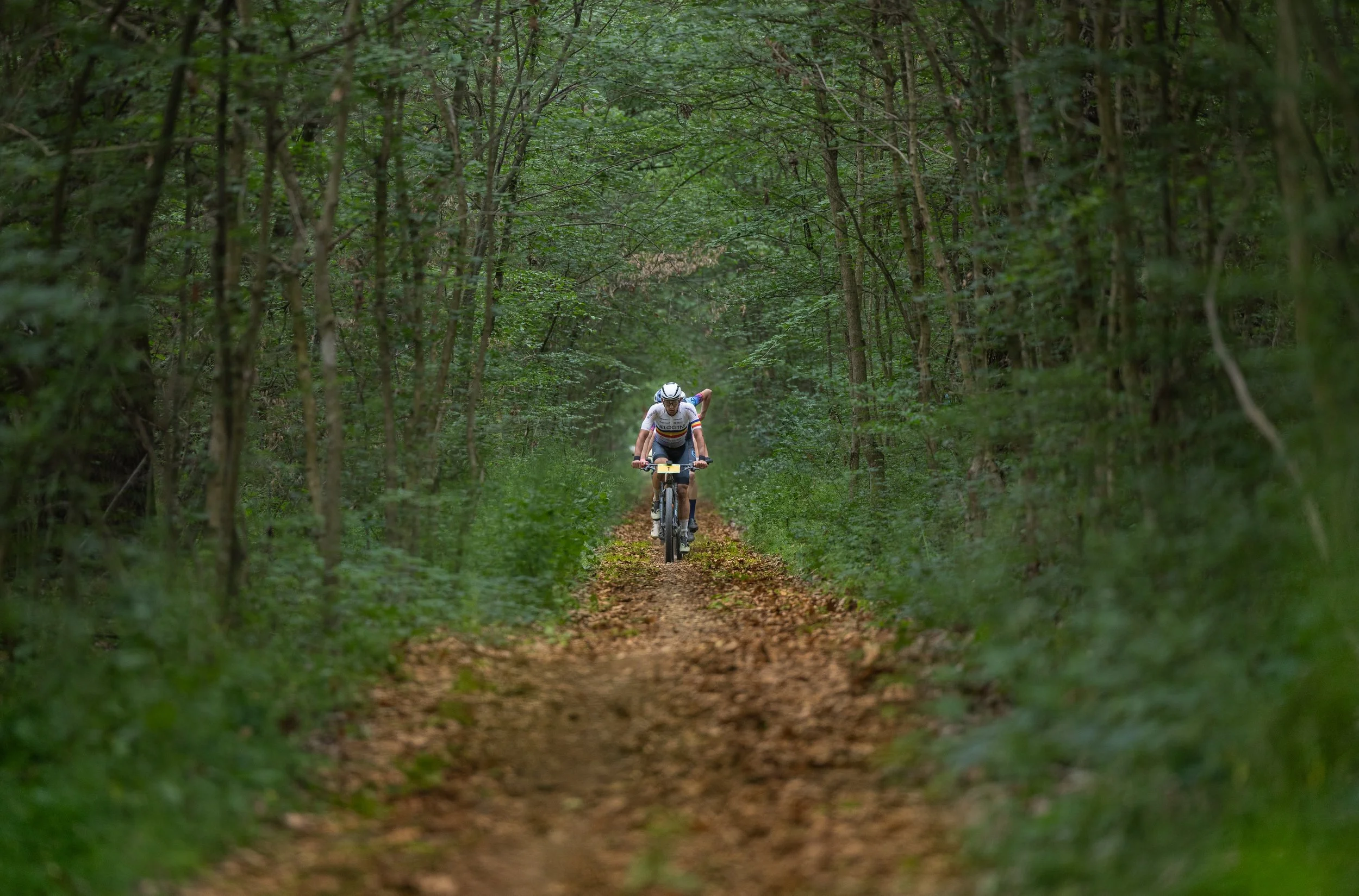 A person mountain biking on a dirt trail through a dense green forest.