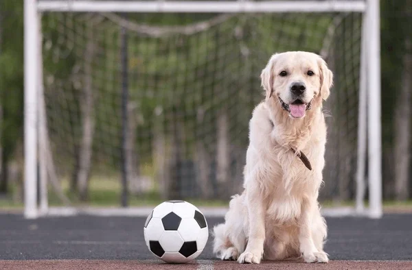 National Soccer Kick-Off