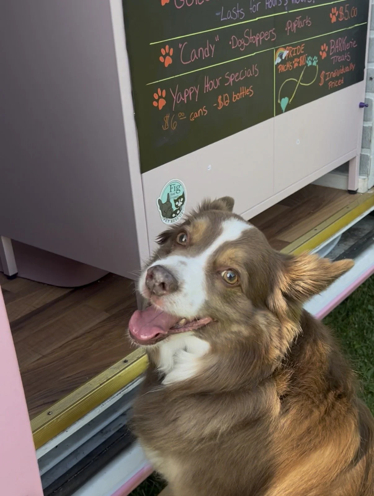 Pink Paw Patisserie at Shaggy Pines