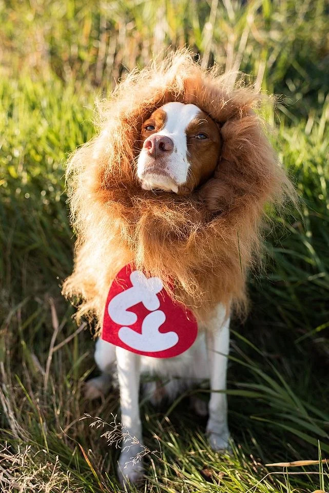 HOWLoWEEN