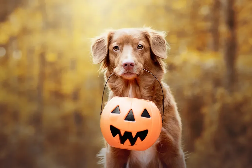 Pumpkin Prowl - Ada Village