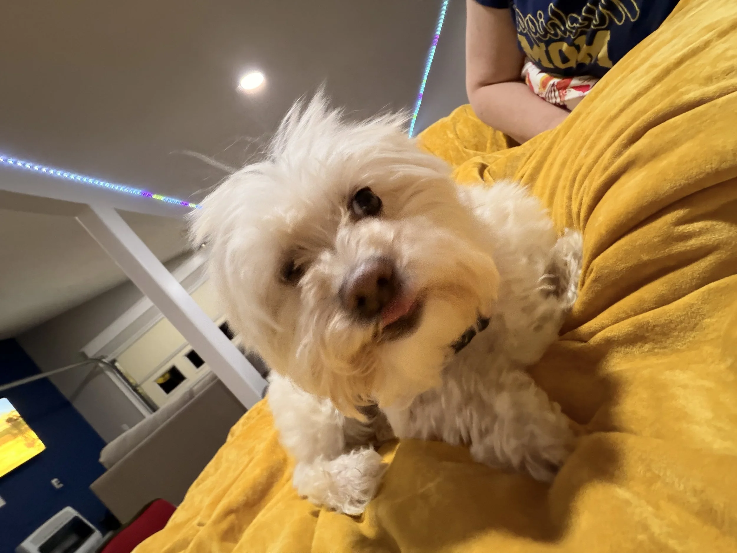 Pups & Purrs (a HSWM Event)