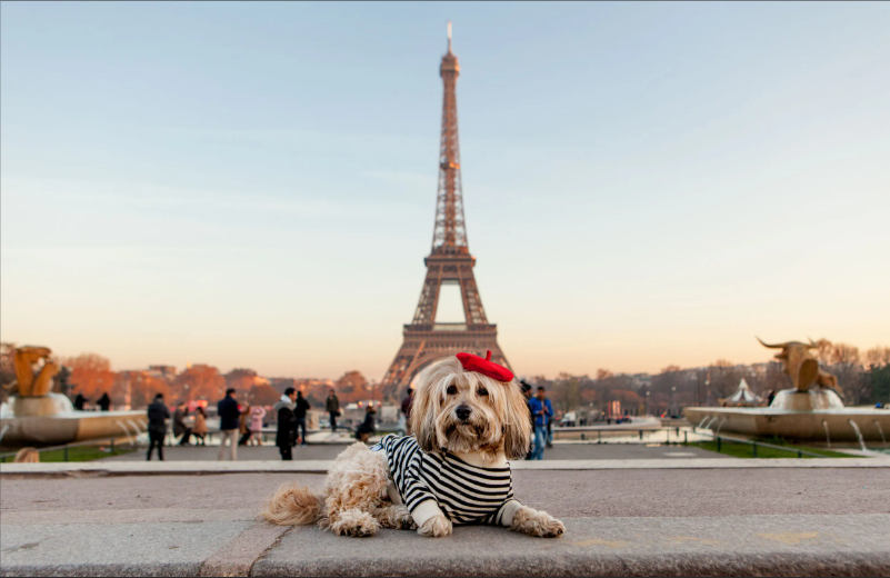 Pink Paw Patisserie Visits Paris