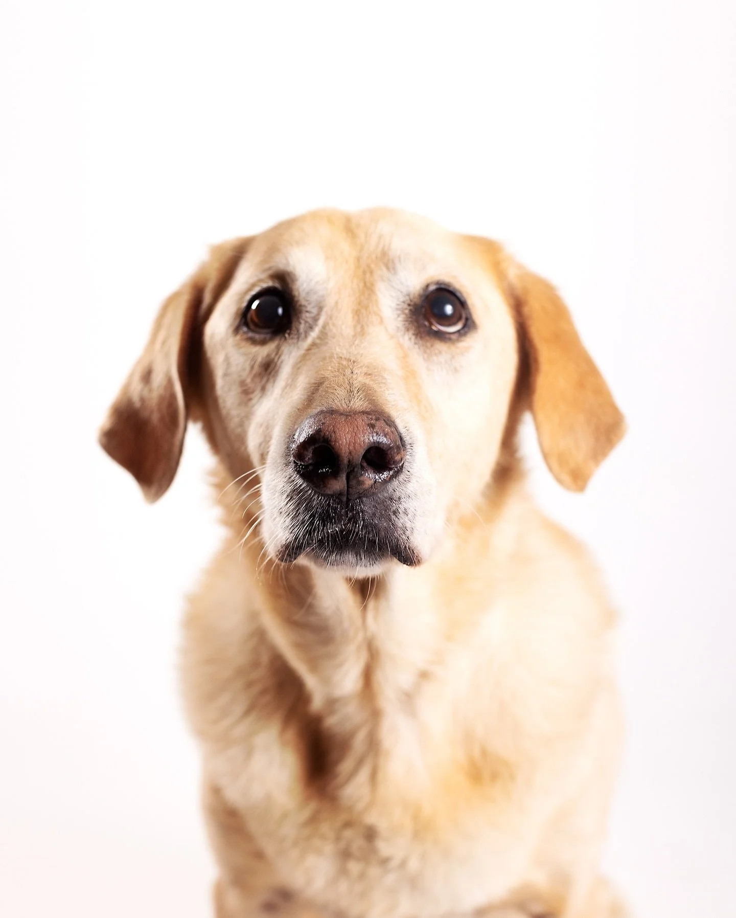 Every furball deserves a portrait! 🐾✨ #PetPhotoMagic #CaptureTheLove 

#petportraits #petphotography #pawtraits #Pawtraitstudio #furrbaby 
#petphotographer #instadog #dogsofinstagram #puppygram #petparents #pawrents