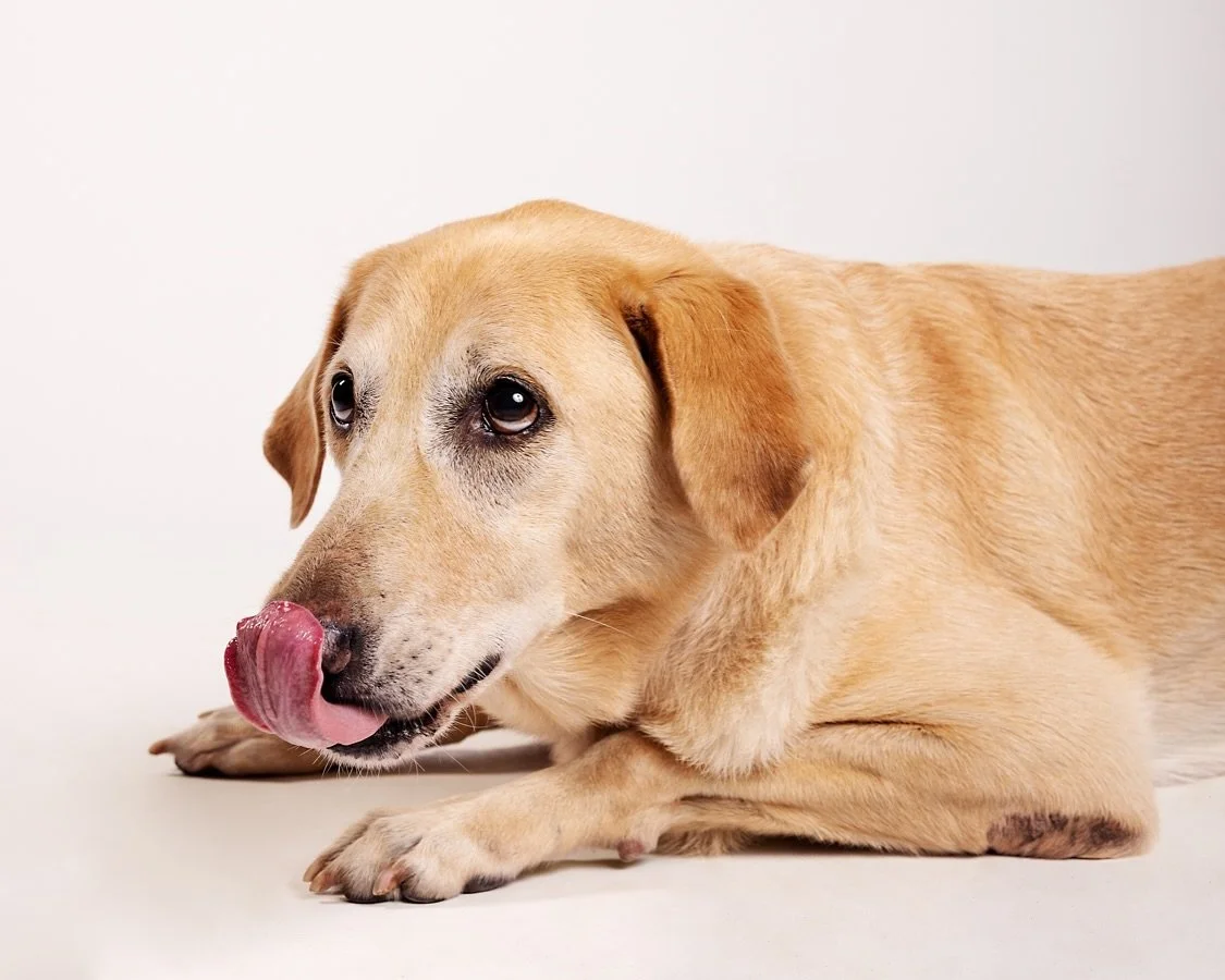 Did someone say &ldquo;treat&rdquo;!? 📸🐾 
Capturing every tail wag with a tasty bribe. #SnackTimeShots #PetPhotography #PawtraitStudio

Zorro 🐾

#pawtraits #pawfect #pawsomepets #petportraitsofinstagram #petportraitphotography #petphotographer #pe