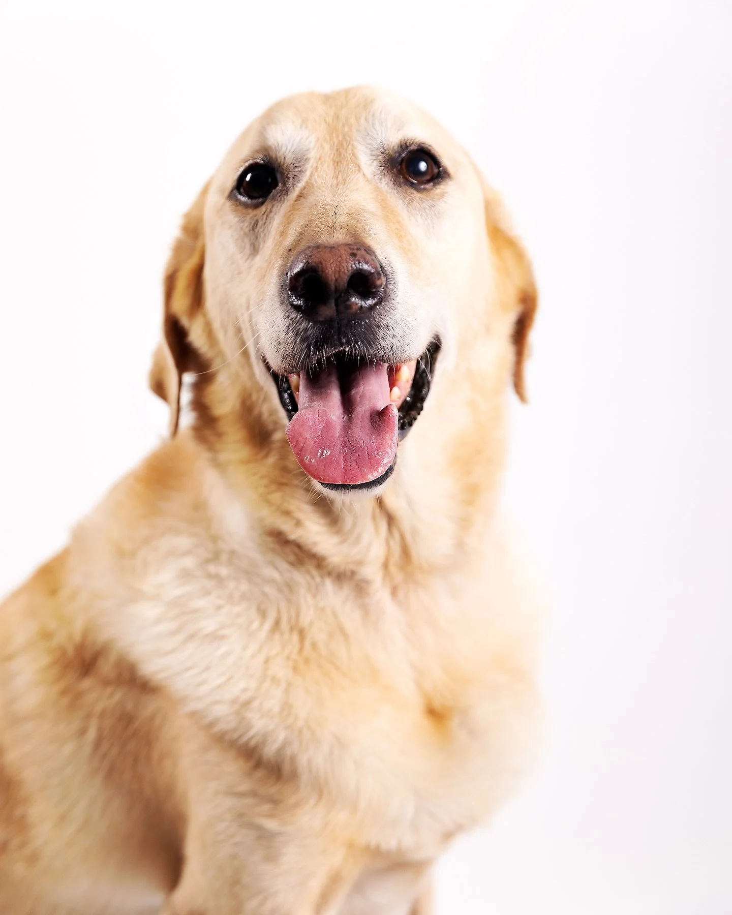 Is that cheese?! 🐶 

Zorro - he&rsquo;s the smartest, whiniest, clingiest puppy ever. But I love him to bits! 

#petphotographystudio #petphotographer #petportraiture #petportraitcommission #PawtraitStudio #chennaipetphotographer