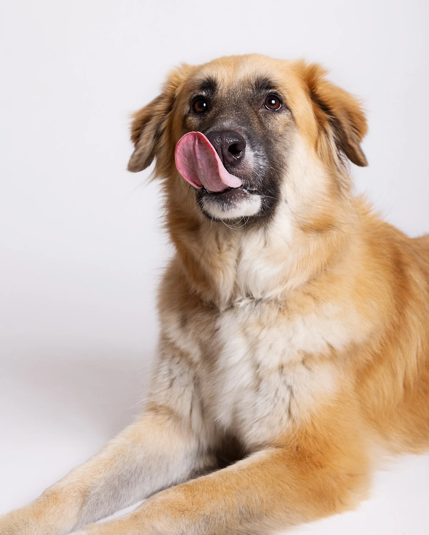 All it takes is a treat to turn any pet into a supermodel. But Zyra? She IS a supermodel. She thinks she&rsquo;s a queen. Always clean, always diet conscious, always so graceful and everyone&rsquo;s favourite girl. 
There&rsquo;s just no other like h