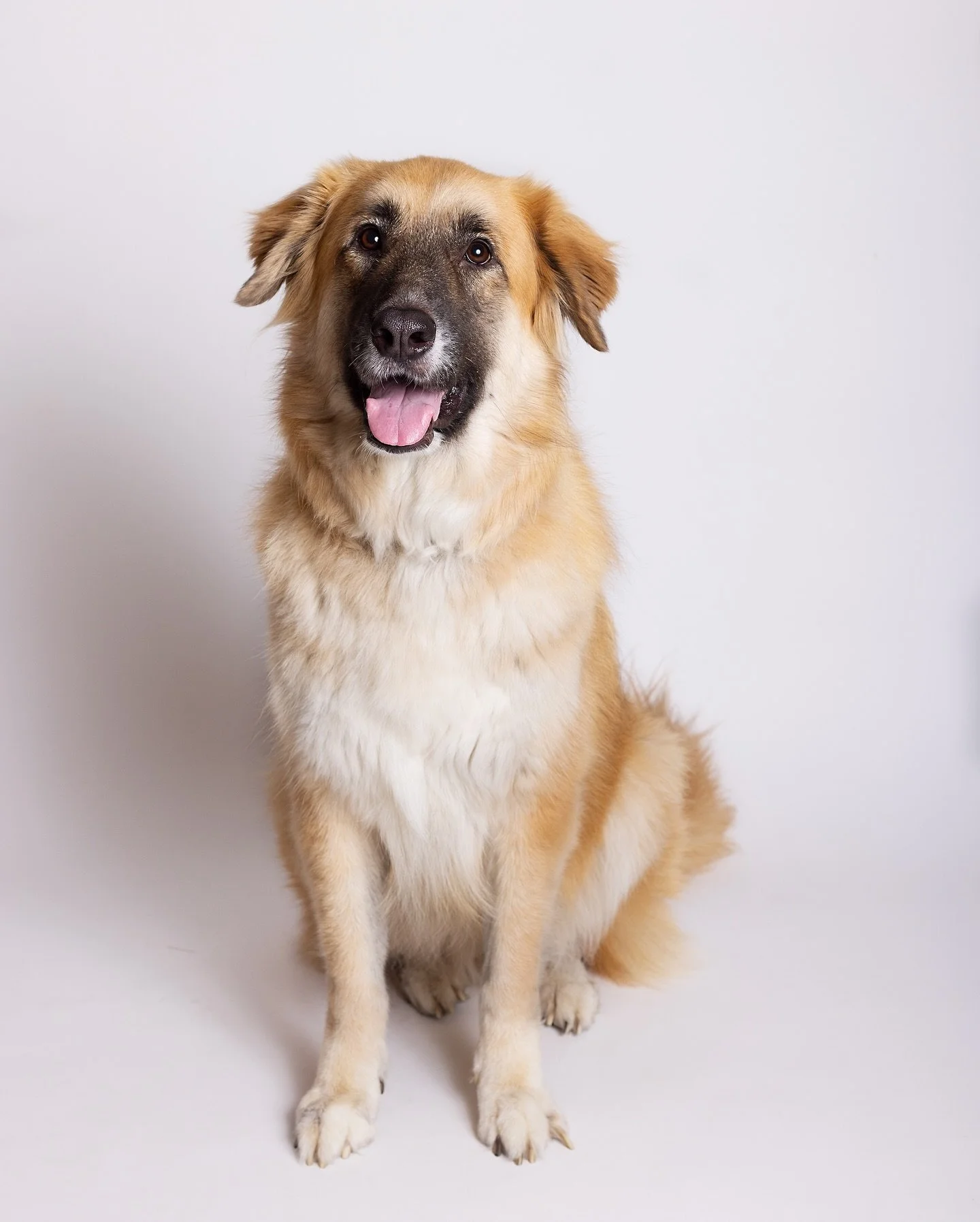 So grateful for the day Arun and I walked into the shelter at @petsmart. There this beautiful doggo was&hellip; we immediately took her out to the meeting area to meet her. 10mins later we were in love with her. And the rest is history. She was the o