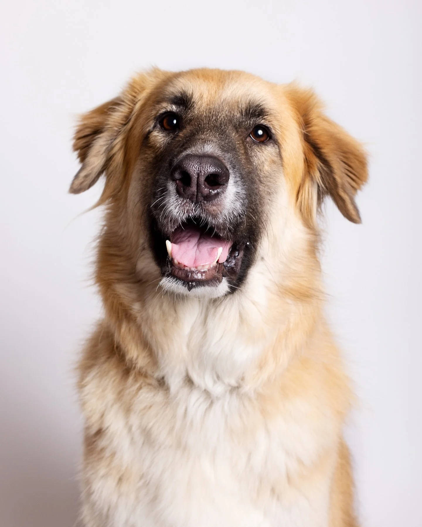 Zyra&hearts;️ 
#Pawtraitstudio #petportraiture 

#pawtraitstudio #petphotography #petsofindia #kangal #retrieverpuppy #anatolianshepherd #petphotographer #petphotographyfeatures #petportraitsofinstagram #pawtrait
