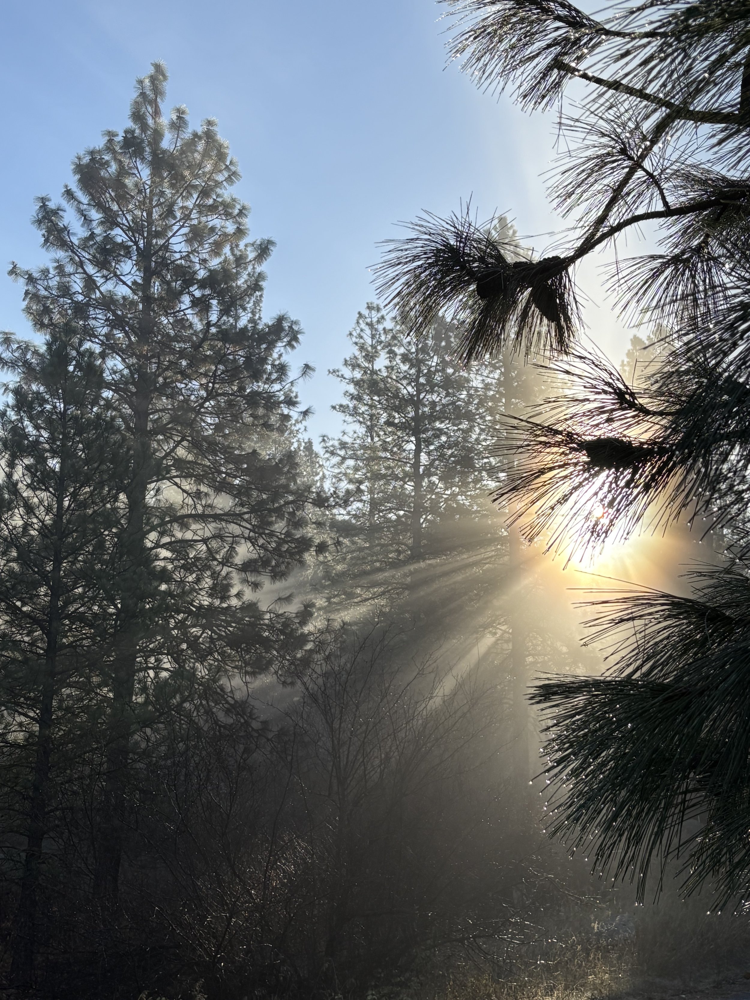 Ponderosa Pine Hydrosol