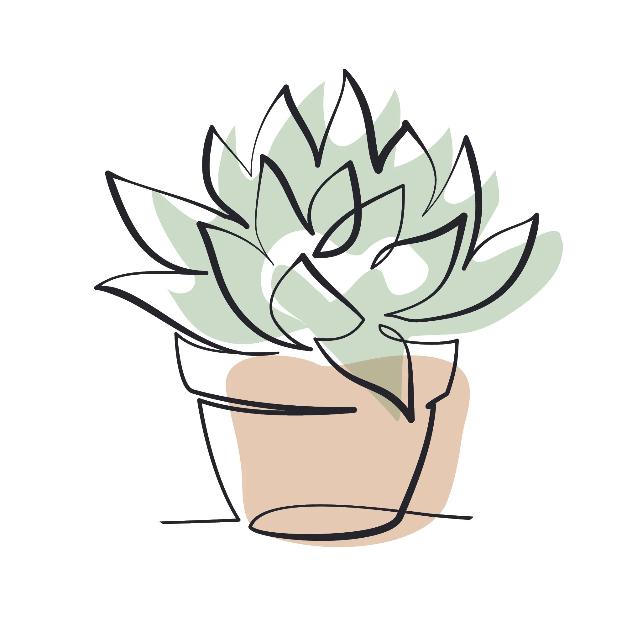 succulent