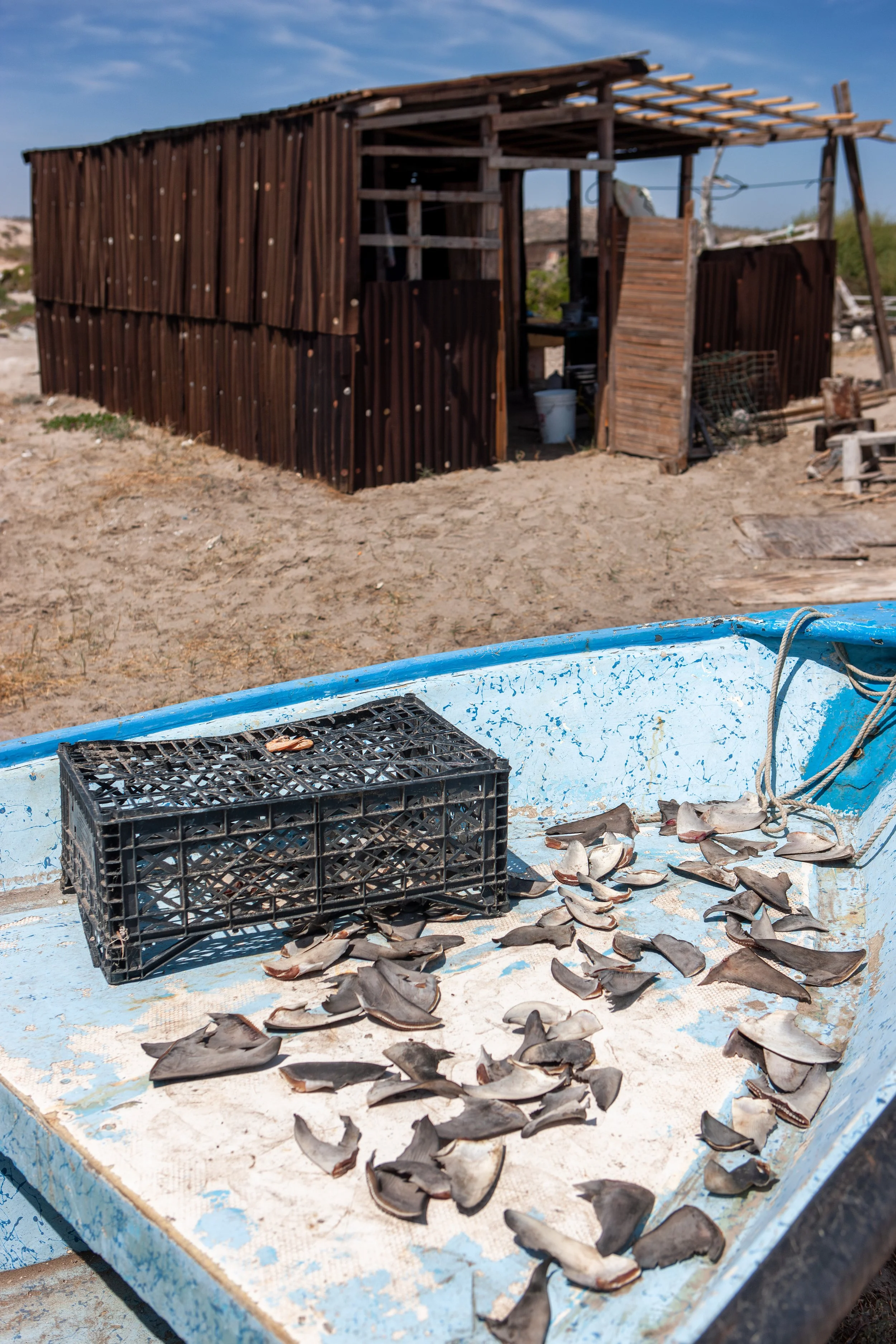 2009 Mexico | Baja Shark Fishing Camp