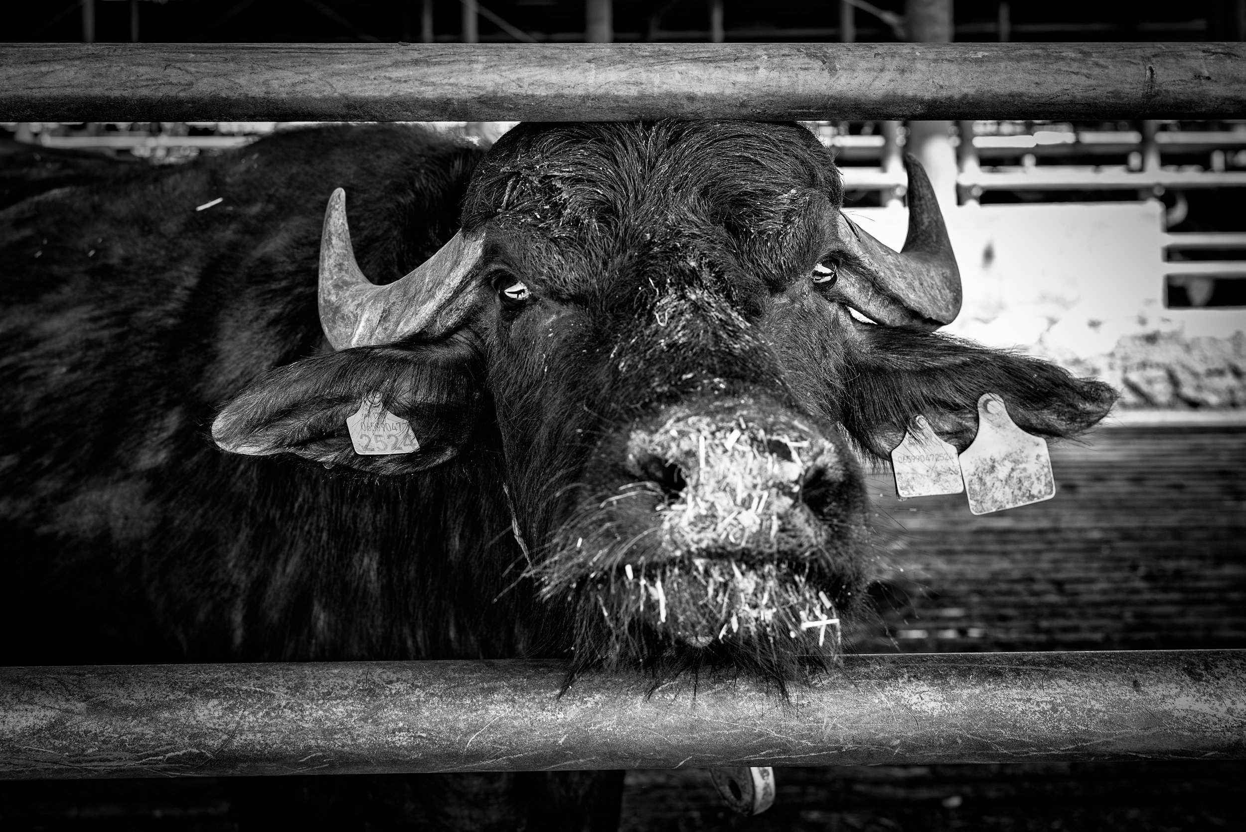 2022 Italy | Paestum