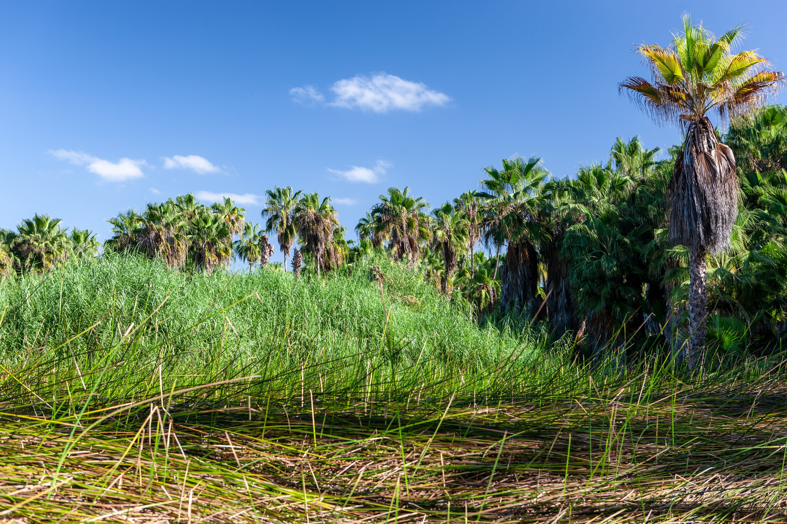 2008 Mexico | Playas Las Palmas
