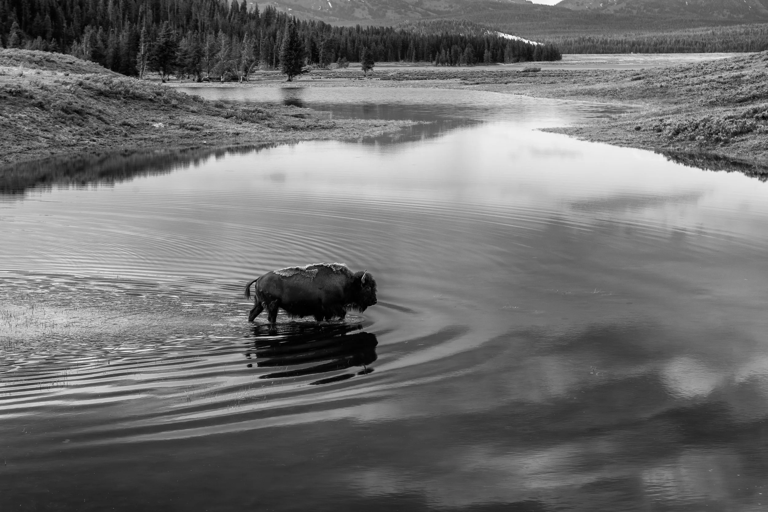 2011 Wyoming | Yellowstone