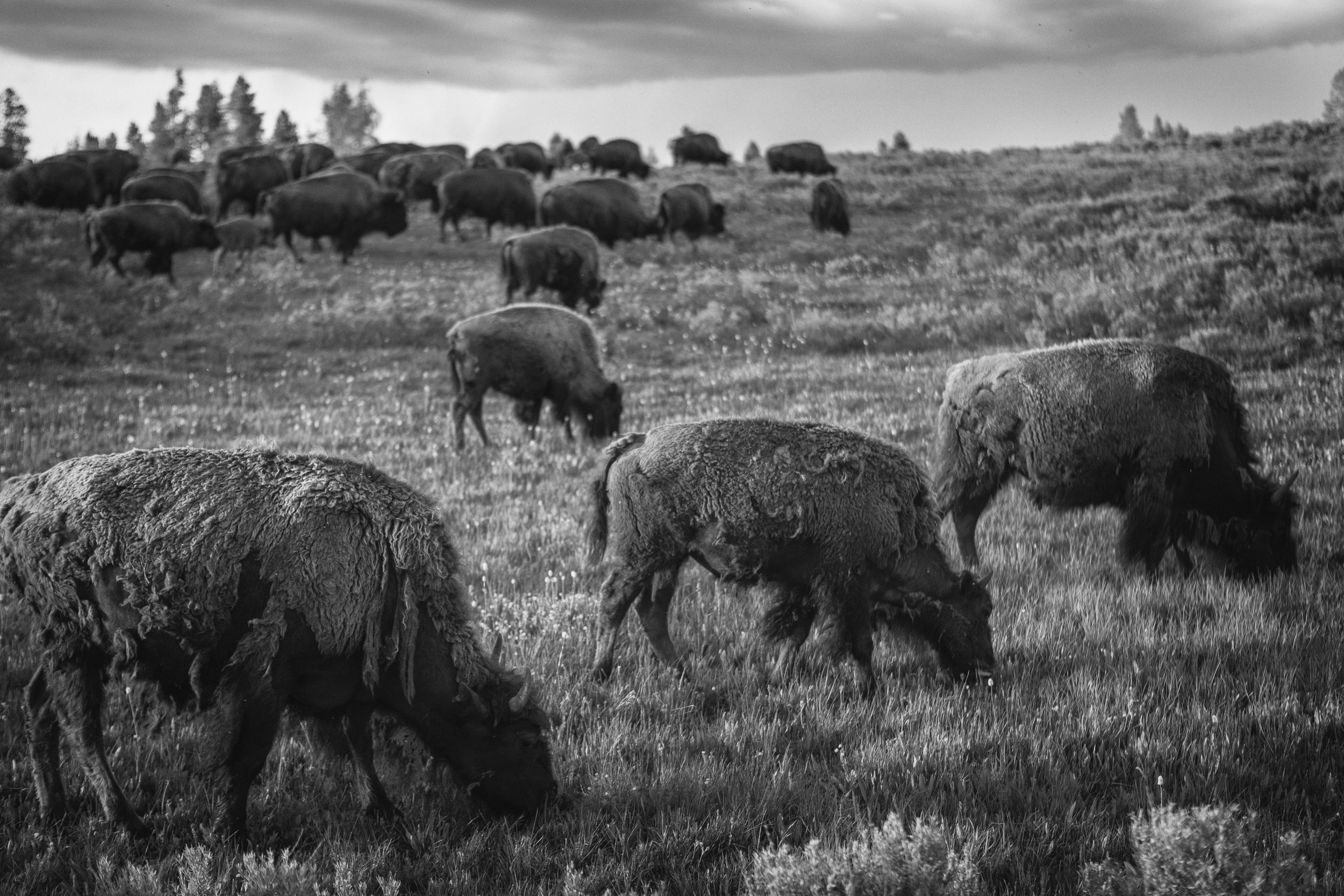 2011 Wyoming | Yellowstone