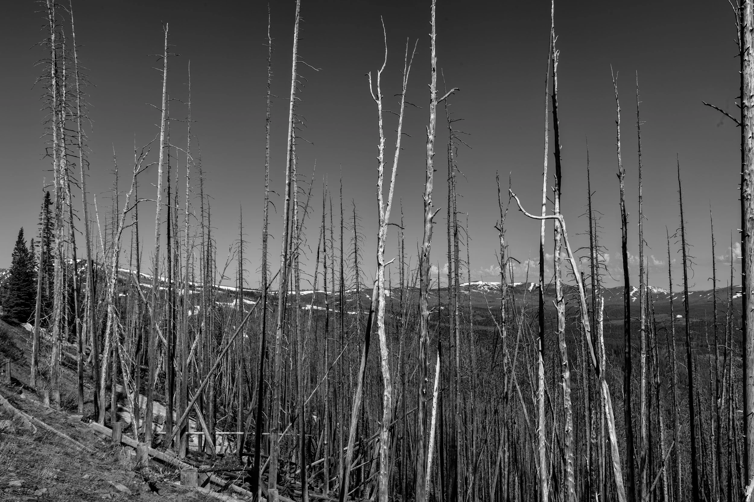 2011 Wyoming | Yellowstone