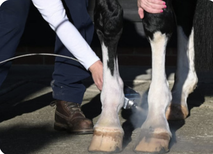 Horse legs getting cryotherapy