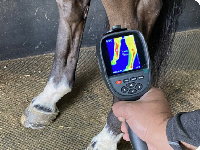 Horse heat camera
