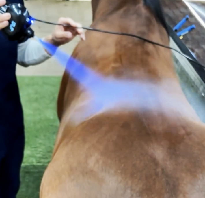 Horse Cryotherapy on back