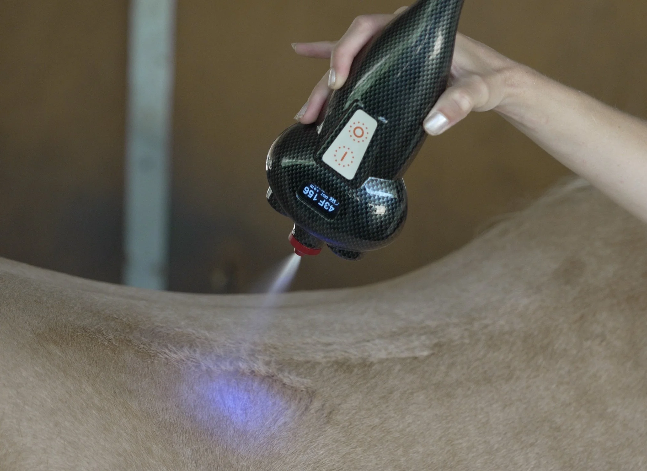 Equine Cryotherapy - Topline treatment