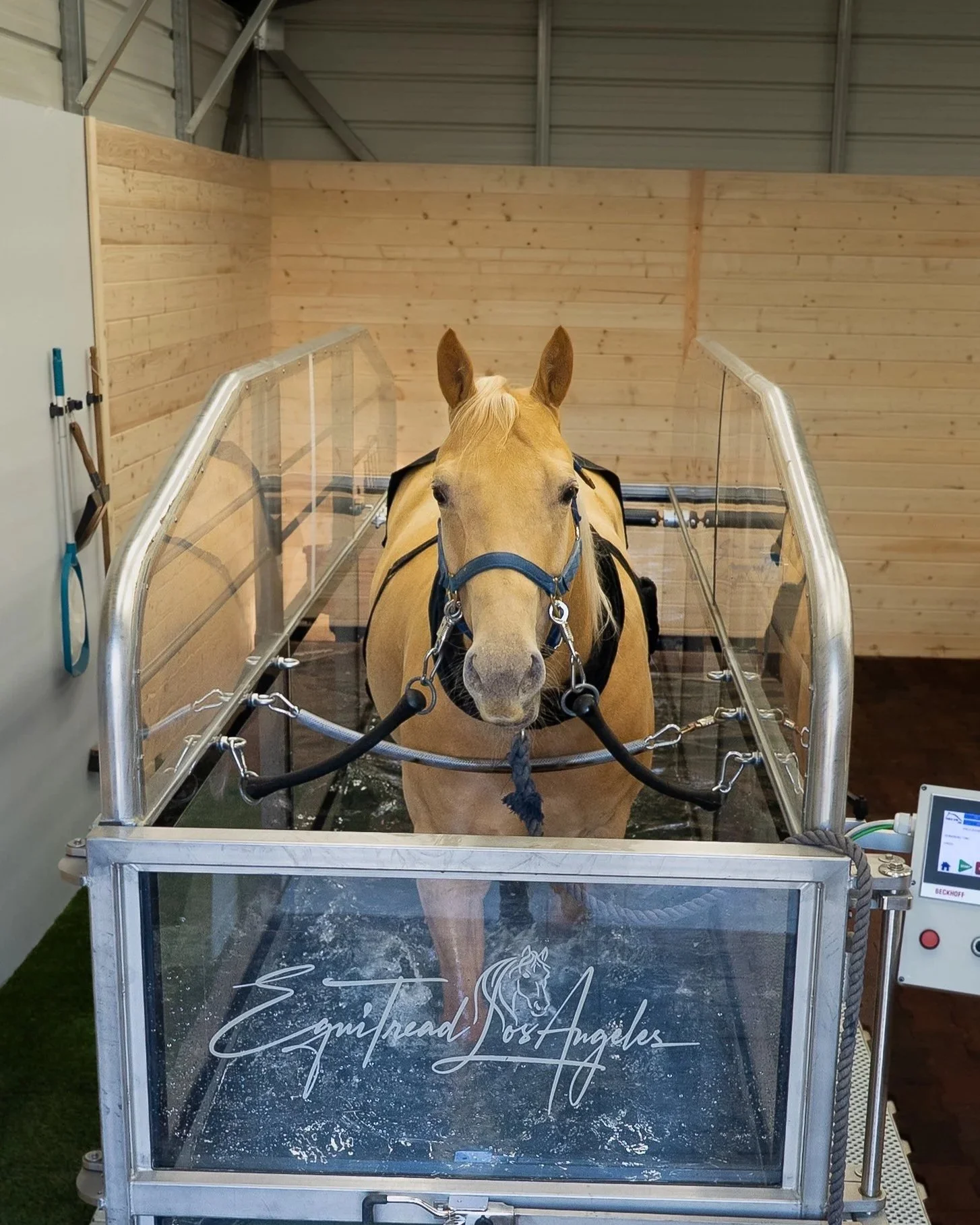 Horse in Los Angeles in Water Treadmill