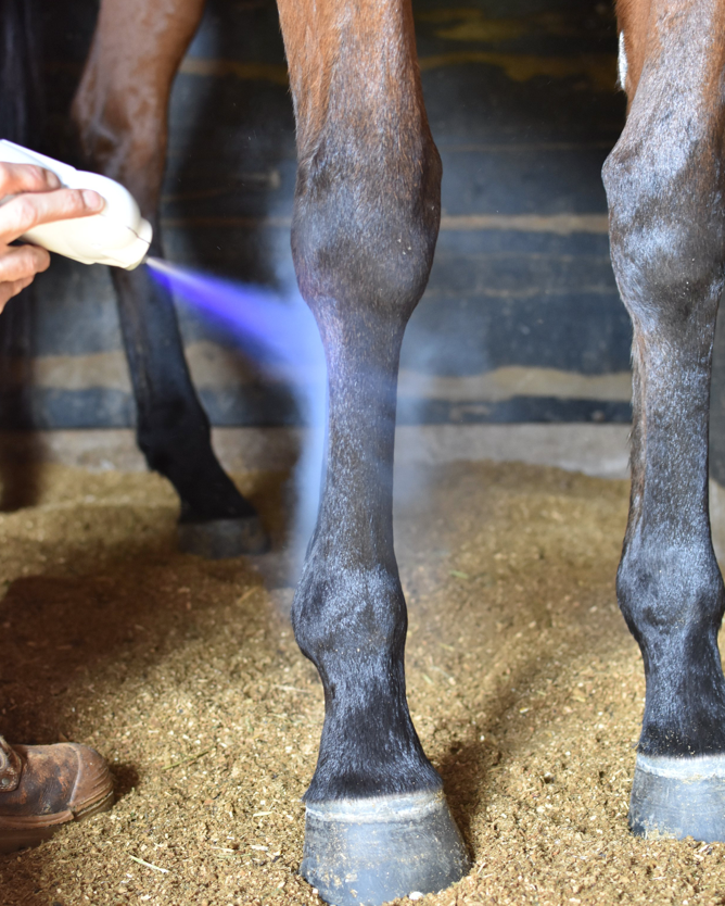 Person using a spray bottle to clean or disinfect a horse's leg in a stable.