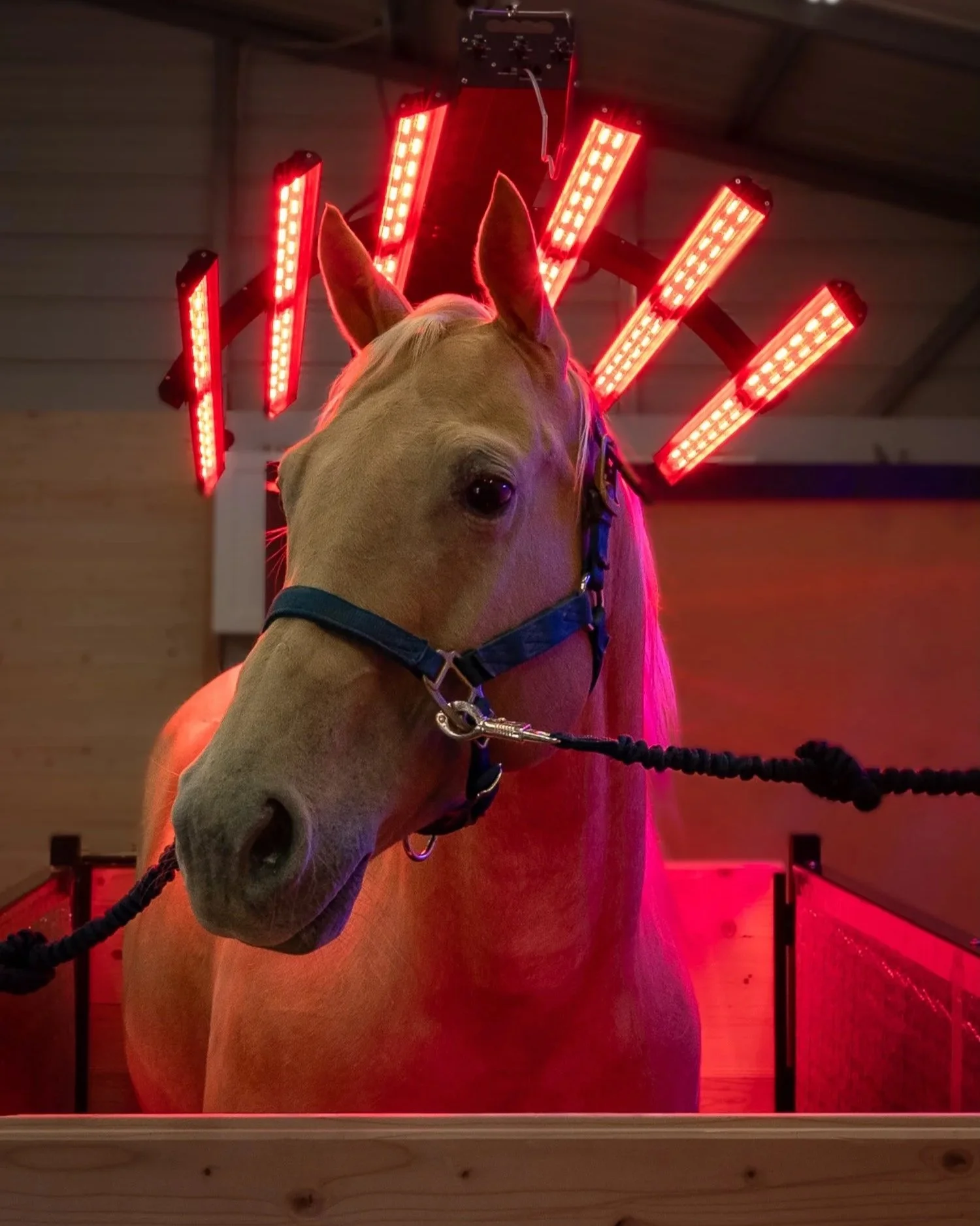 Horse turning under red lights