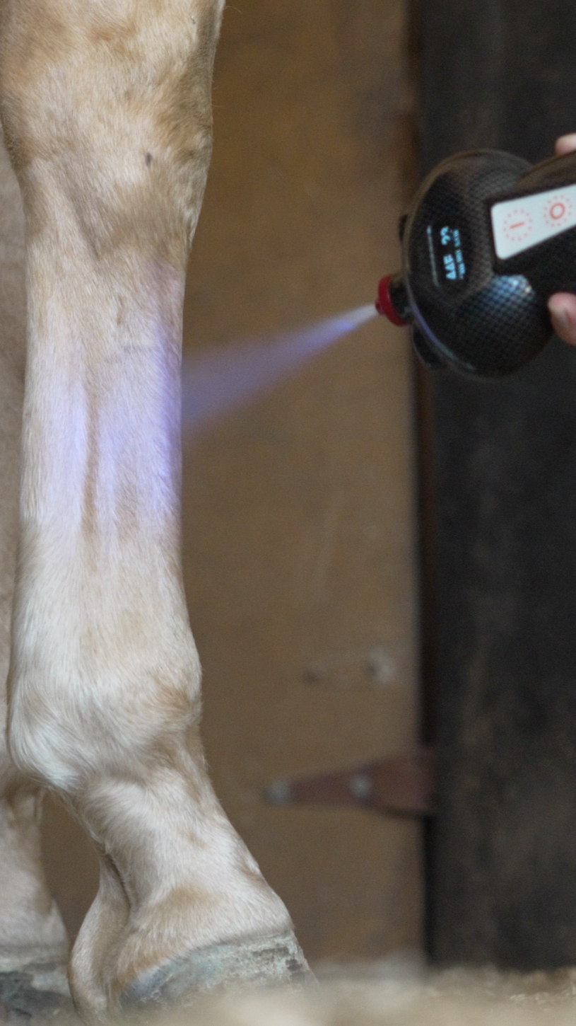 Equine Cryotherapy - Tendon procedure
