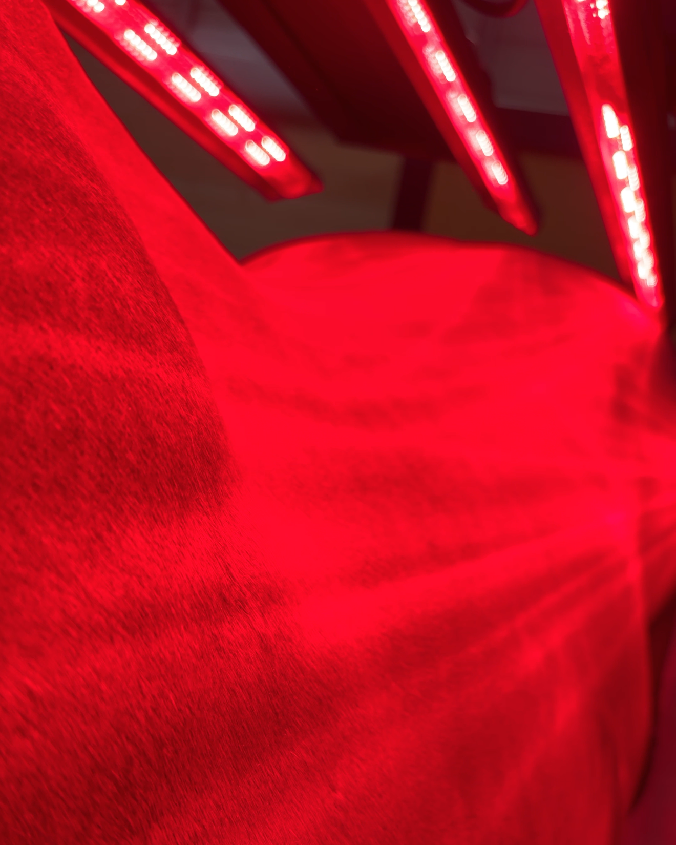 Horse turning under red lights