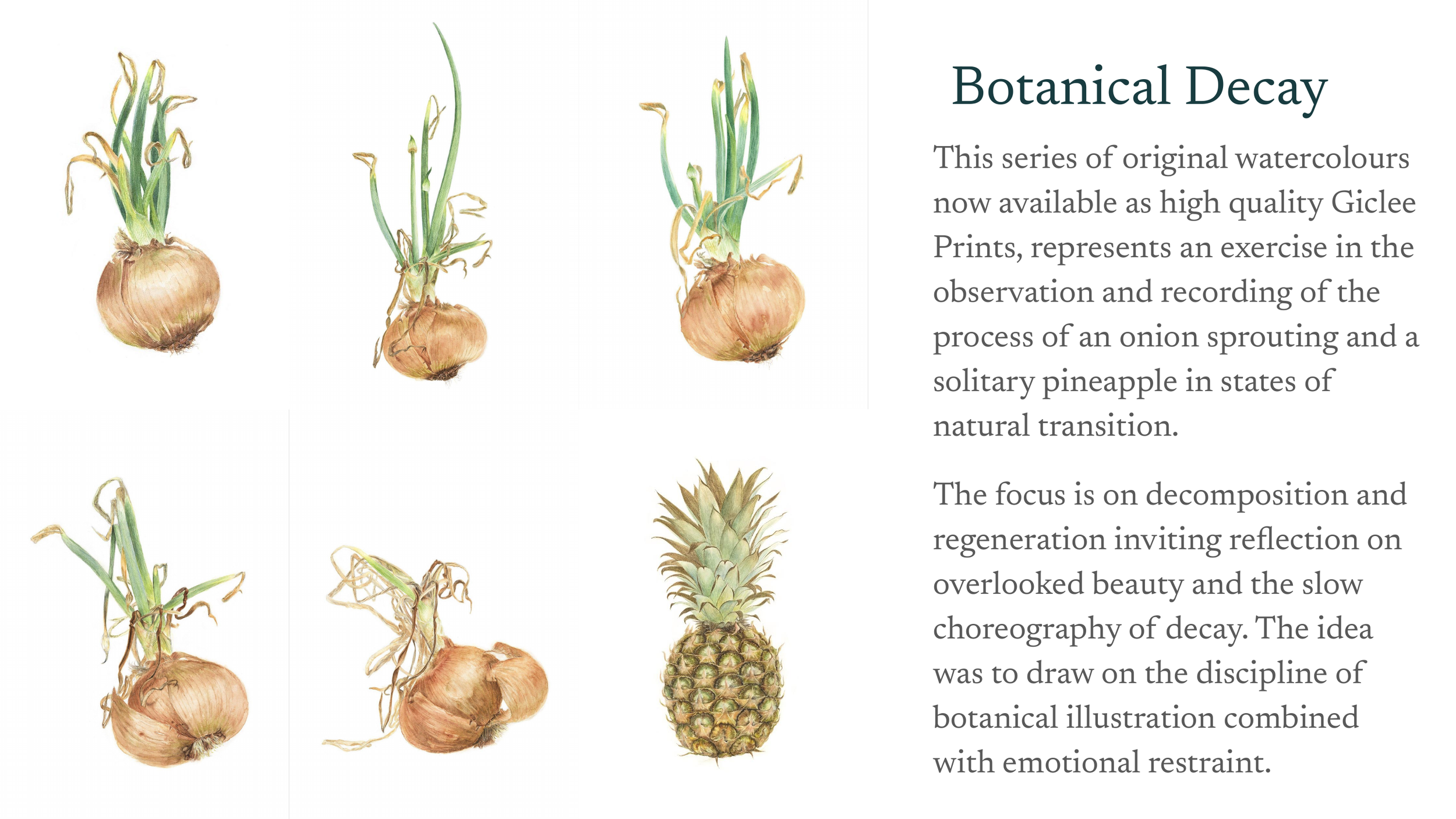 Watercolor illustrations of onions in various stages of growth and a pineapple, with text describing botanical decay and artistic exploration.