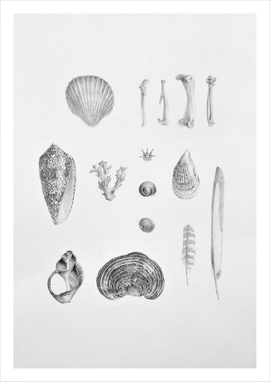 Beautiful Natural History of Land Sea Air print, a pencil study sheet of shells, seeds and feathers