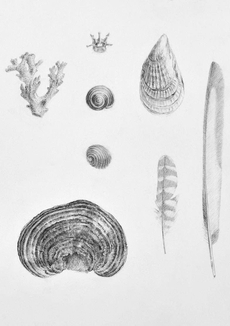 Detail of the Beautiful Natural History print showing pencil studies of a bracket fungus and coral