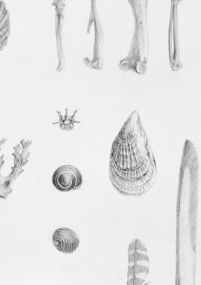 Detail of the Beautiful Natural History print showing pencil studies of bones, seeds and shells