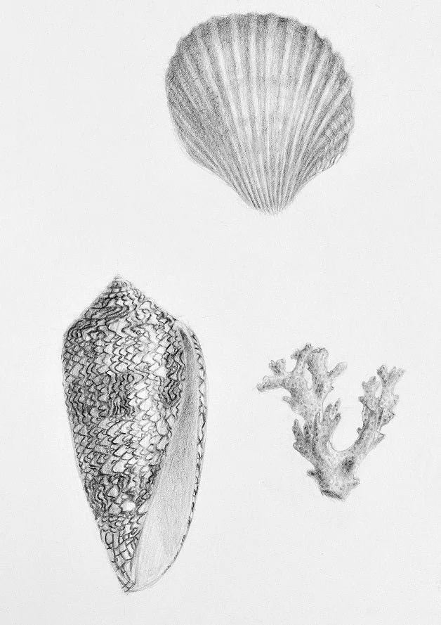Detail of the Beautiful Natural History print showing a pencil scallop shell, cone shell and coral