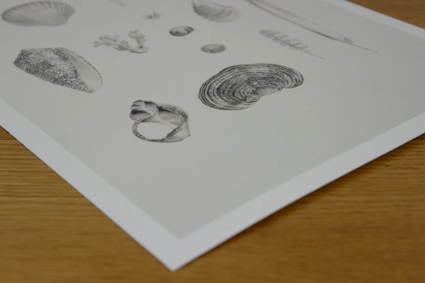 The Beautiful Natural History of Land Sea Air print lying at an angle on a wooden table