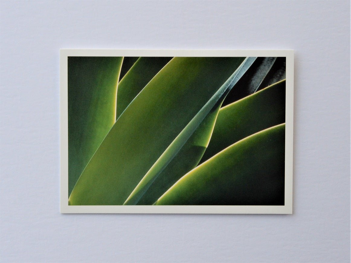 Agave Leaf Forms Zimbabwe greetings card, the crossing green blades of an agave photographed close up