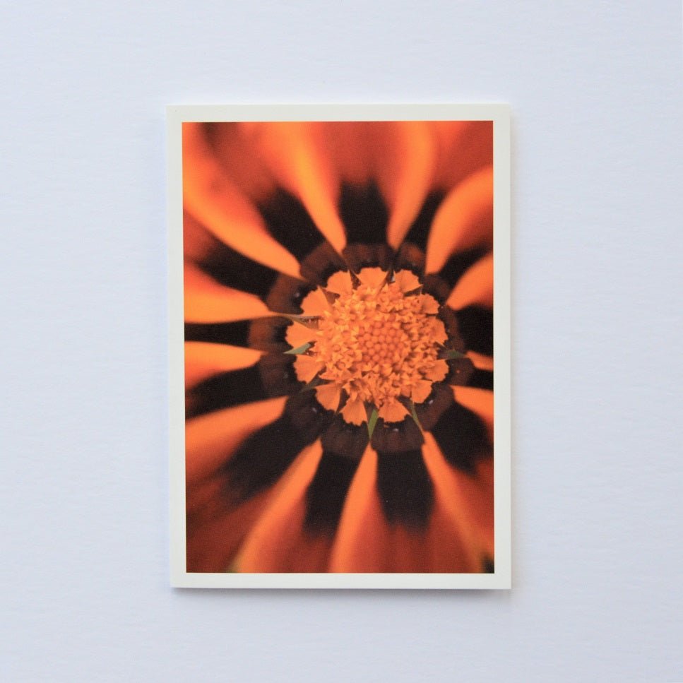 Jean Powell Gazania of KwaZulu-Natal greetings card, an orange gazania flower opening against dark red