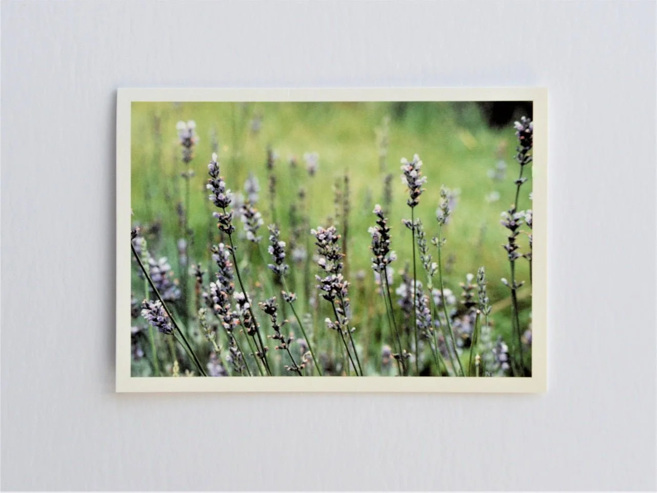 Dargle Lavender Farm of KwaZulu-Natal greetings card, rows of lavender flowering in a green field