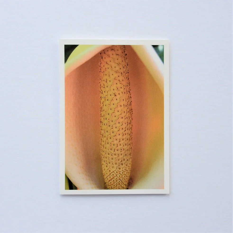 Delicious Monster Fruit of Gauteng greetings card, the pale golden fruit of a monstera photographed close up