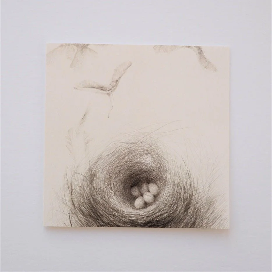Nested Sycamore Seeds greetings card, a pencil drawing of eggs in a nest with winged seeds spinning above