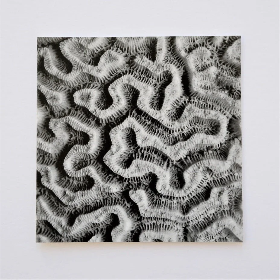 Brain Coral Maze Pattern greetings card, a close study of the winding ridges of brain coral